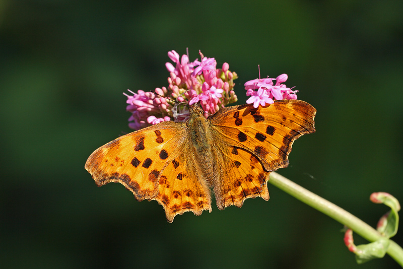 Predatori di farfalle